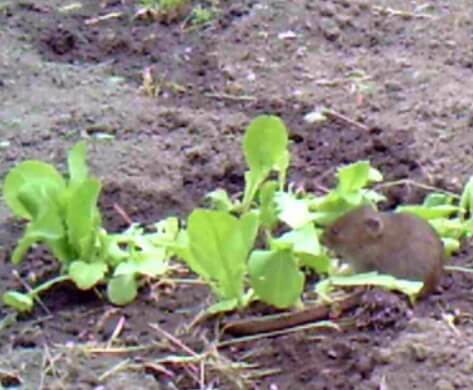 Meadow vole eating garden lettuce.
