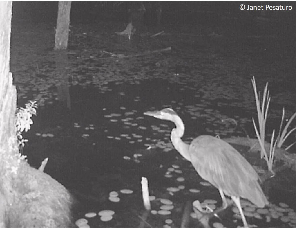 Trail camera video of great blue heron hunting at night. They can and do hunt successfully on moonless night, due to density of rod receptors in their eyes.