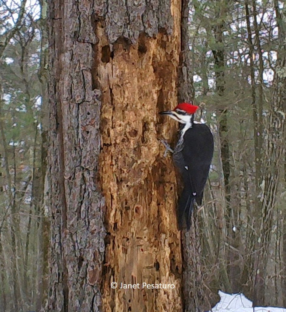 Camera trapping pileated woodpeckers