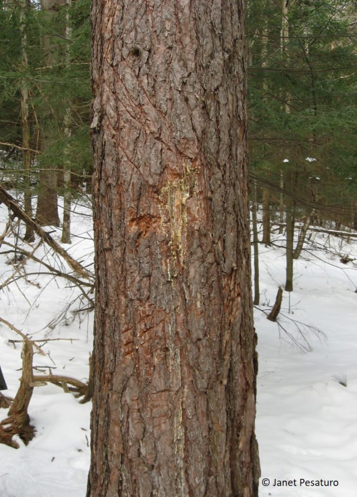 black bear mark tree