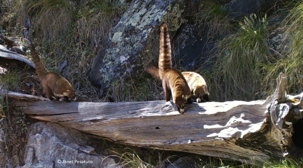 A trio of white-nosed coatis in a canyon in Arizona. This species is found in a variety of forest habitats, most often near water.