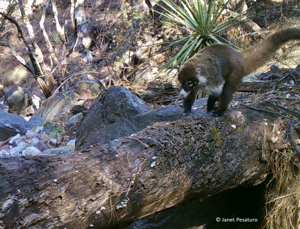 I haven't been able to find a lot of information on the day to day habits and movement patterns of the white-nosed coati, but they seem to like log walking as much as cats do. Both of my cameras at large logs captured coatis using them.