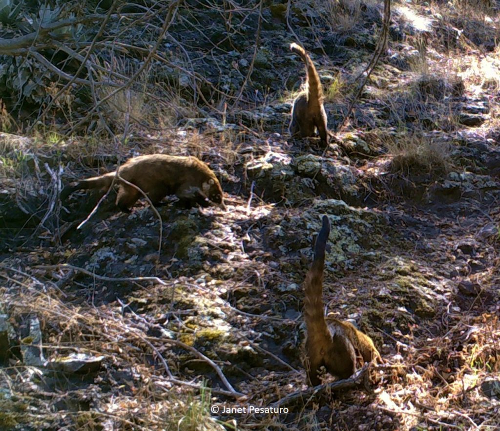 A group of white-nosed coatis rooting around in leaf litter. Two of them are holding their tails almost straight up, a typical position.
