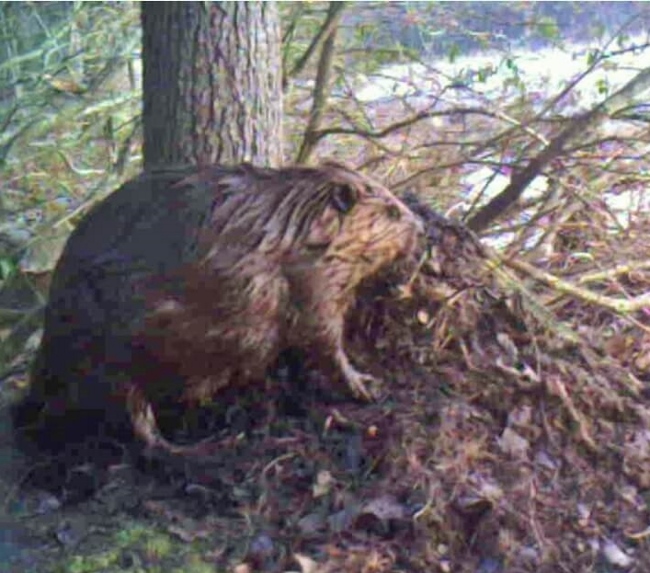 Amazing trail camera video footage of beaver scent mound construction! They build these mounds of debris and mark them with secretions from their castor glands, anal glands, or both. The purpose is to declare ownership of the territory. This activity is most pronounced in spring, when dispersing young beavers who have left their parents are looking for a new place to live. Established beavers want these youngsters to know that this place is taken!