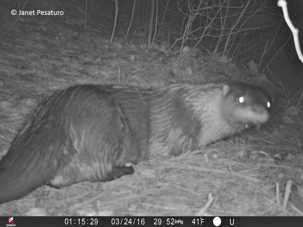 Trail camera video of rivers otters scent marking, scatting, and grooming.