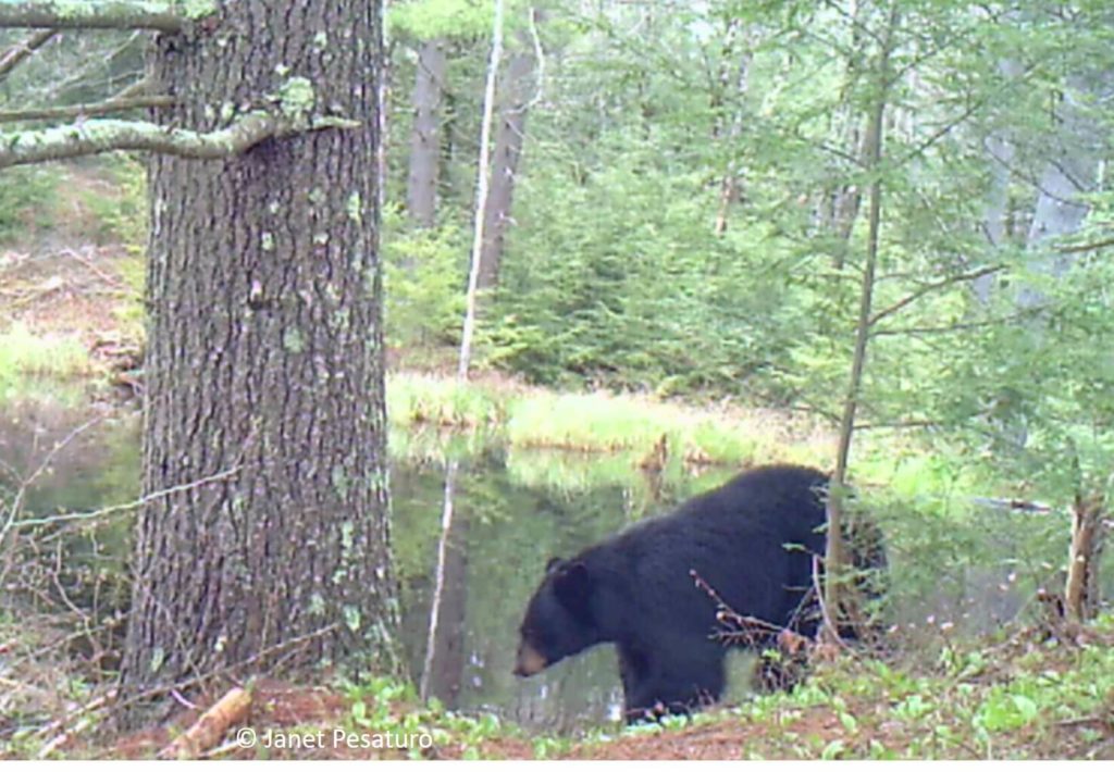 Black bear video captured by trail camera shows mother with cub at a beaver wetland, where bears eat tender greens in spring.