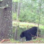 Black bear video captured by trail camera shows mother with cub at a beaver wetland, where bears eat tender greens in spring.