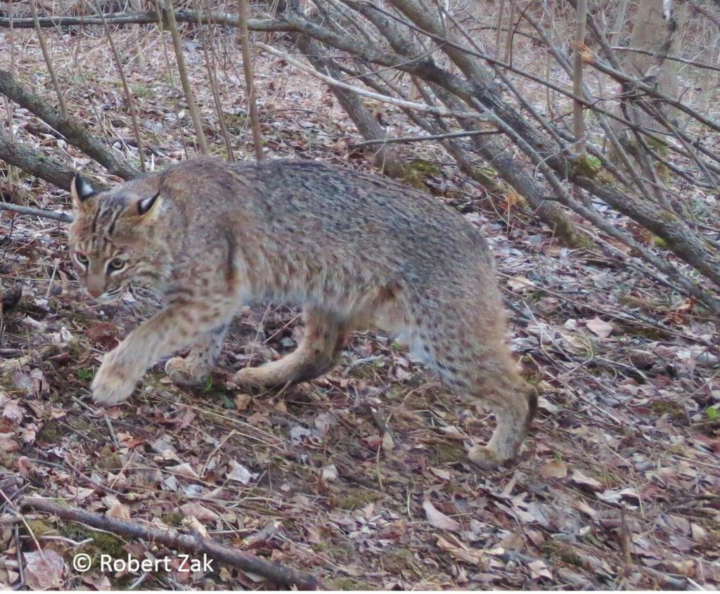 Bobcats use scat and urine to important resources, and this trail camera video shows 4 examples of a bobcat scent marking.
