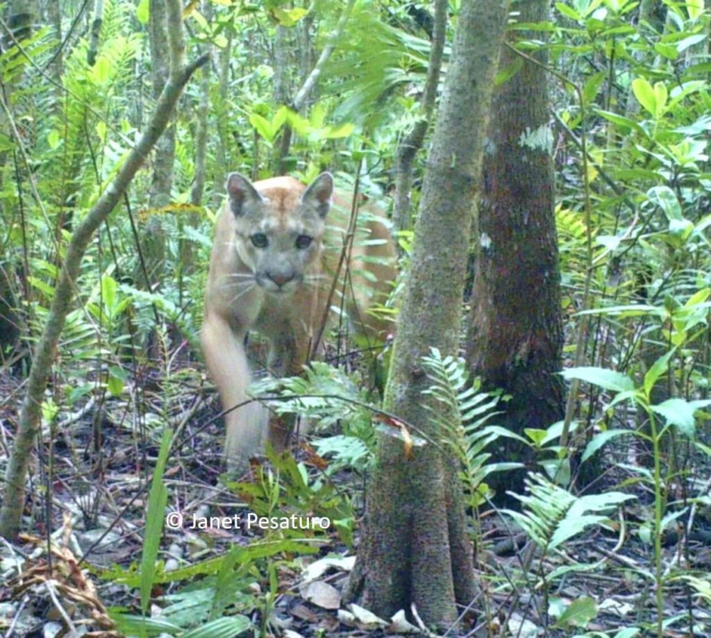 Where to See the Florida Panther