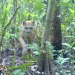 Camera trapping the Florida panther is not difficult, due to the animal's habitual use of travel corridors. See my photos and read how I got them.