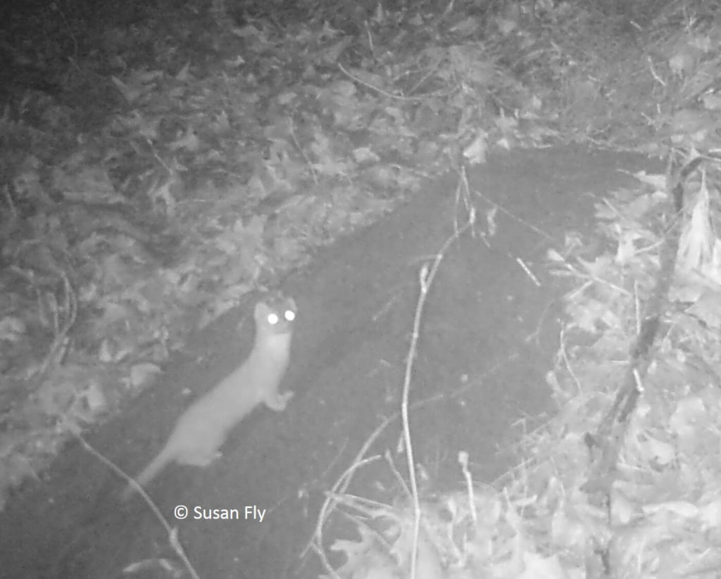 Trail camera photos of mom and dad groundhogs at burrow, prior to birth of young. Also photos of some inquisitive visitors at the den.