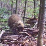 How does an animal covered with long quills manage to groom? This rare game camera video footage shows a wild porcupine grooming and napping.