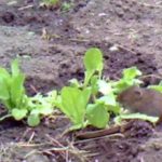 Meadow vole eating garden lettuce