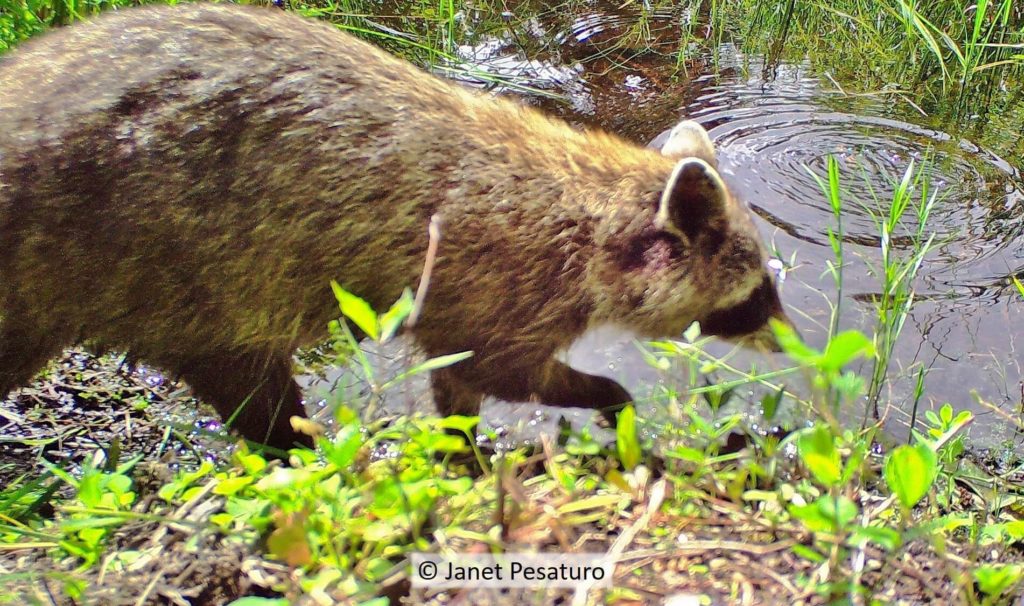 Raccoon hands are so sensitive that they can identify objects by touch, an adaptation to feeling around for food in swamps at night. See this trail cam video of raccoons foraging.