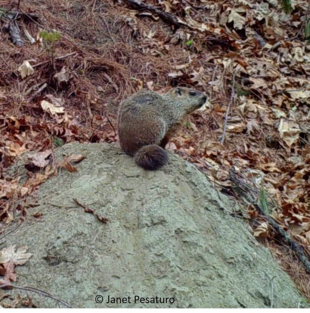 Groundhogs mark trees near their dens by gnawing and cheek rubbing. Our trail camera footage so far shows only the male woodchuck scent marking in this way.