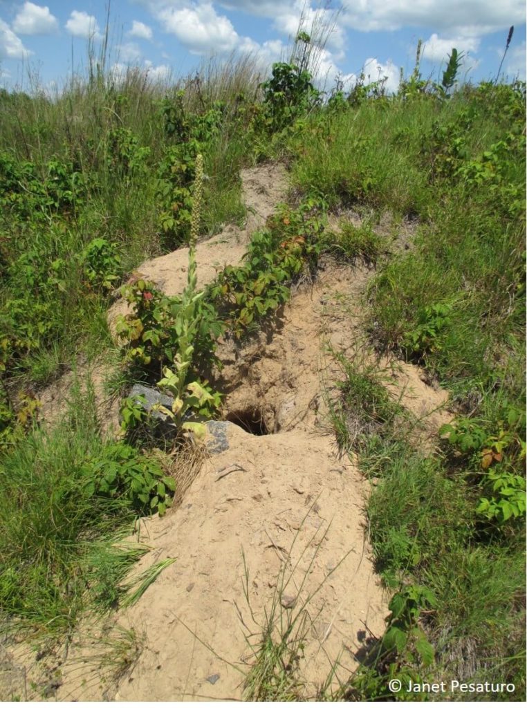 The basics of tracking badgers: where to look, and how to recognize tracks, dens, and sign of scent marking of this burrowing member of the weasel family.