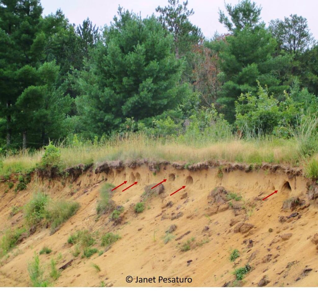 The basics of tracking badgers: where to look, and how to recognize tracks, dens, and sign of scent marking of this burrowing member of the weasel family.