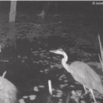 Trail camera video of great blue heron hunting at night. They can and do hunt successfully on moonless night, due to density of rod receptors in their eyes.