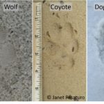 Tips on tracking wolves include distinguishing wolf from dog and coyote tracks, as well as scat ID and finding travel corridors.