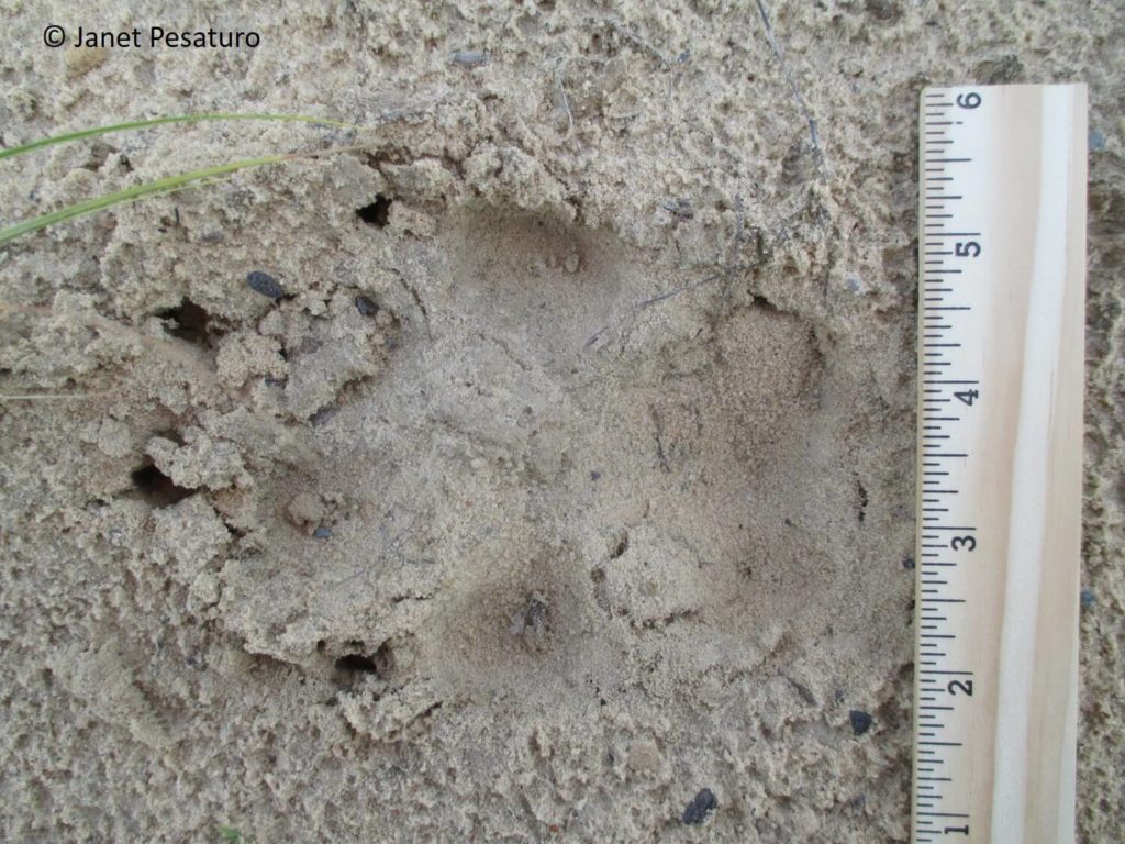 Tips on tracking wolves include distinguishing wolf from dog and coyote tracks, as well as scat ID and finding travel corridors.