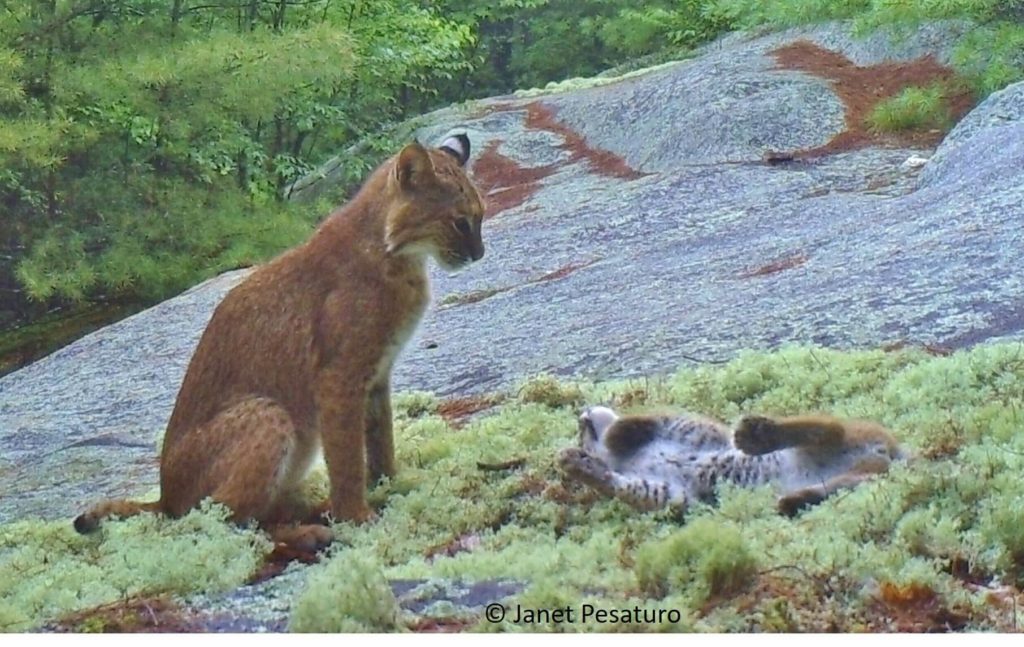 Trail cam videos of a bobcat mother & kitten bobcats playing. Learn how the site was selected for camera trapping so you can target bobcat with your camera.
