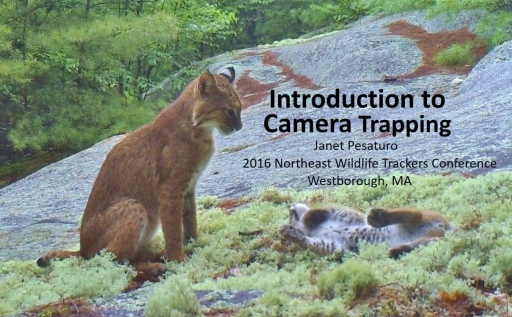 camera trapping presentation at 2016 northeast wildlife trackers conference