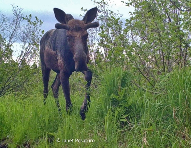 Aquatic vegetation is an important part of the moose's summer diet. Trail camera photos and videos of moose foraging in wetlands in summer.