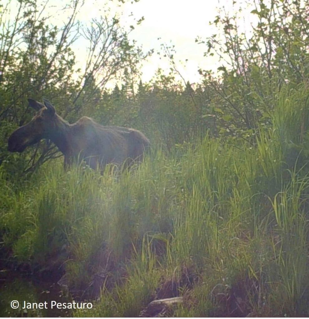 Aquatic vegetation is an important part of the moose's summer diet. Trail camera photos and videos of moose foraging in wetlands in summer.