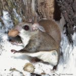 flying squirrels and hickory nuts