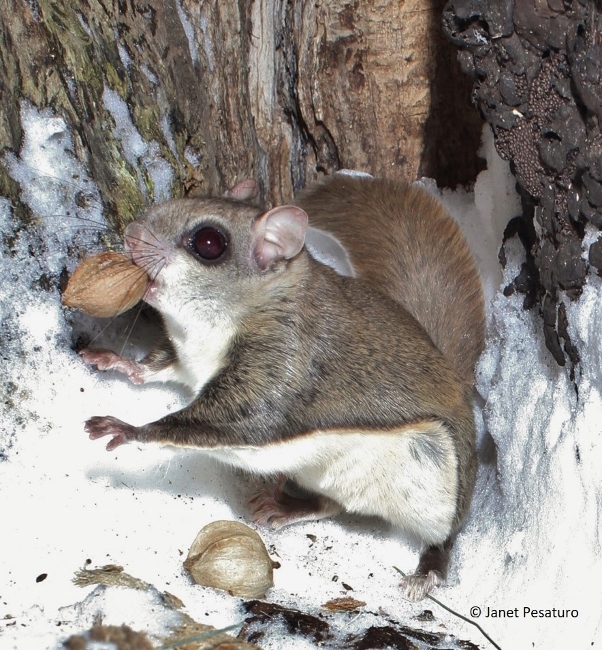 flying squirrels and hickory nuts