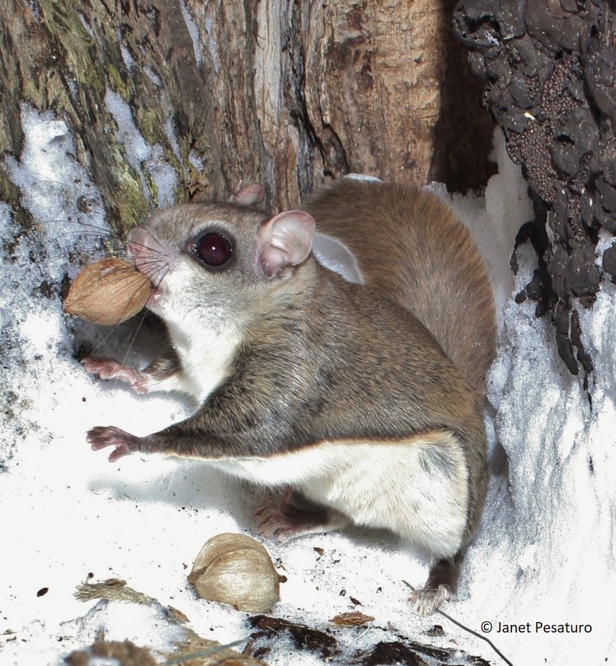 Southern flying squirrel carrying a hickory nut by a pointed end with its incisors.