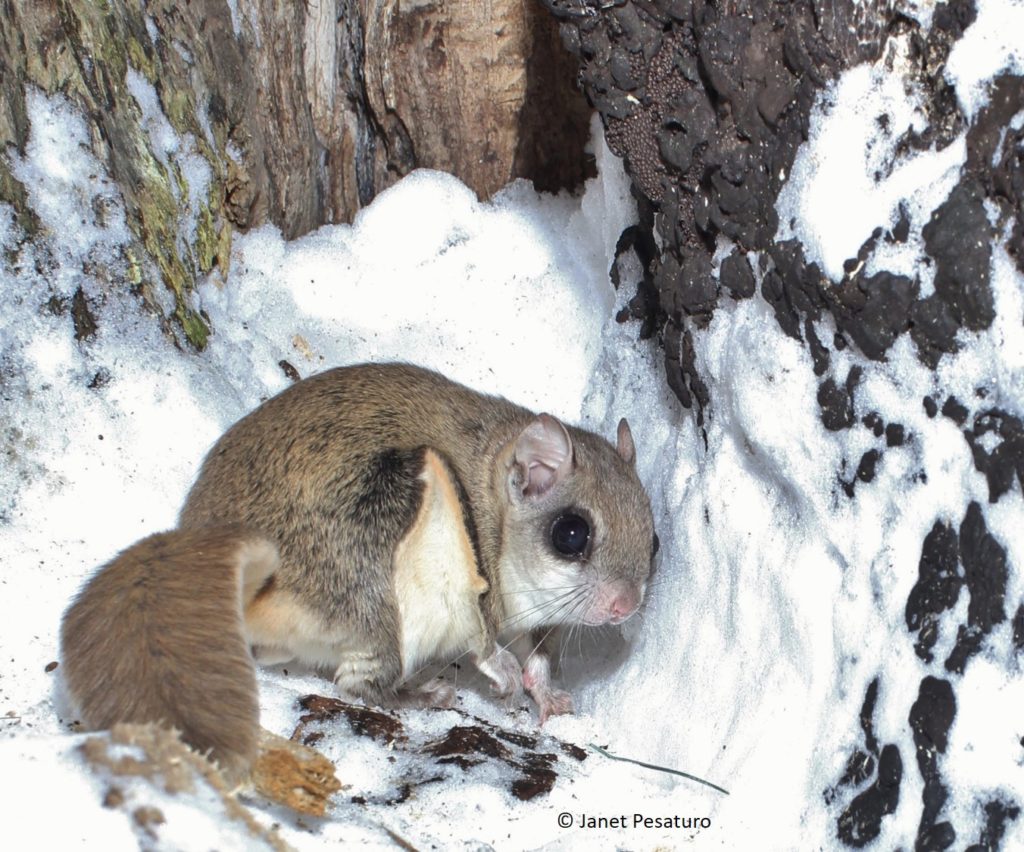 Flying Squirrels and Hickory Nuts - Winterberry Wildlife