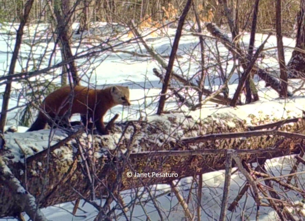 American marten on a log in the Adirondack Mountains of NY. Taken by trail camera.