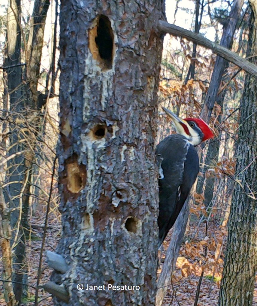 camera trapping pileated woodpeckers