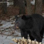black bear awake in february