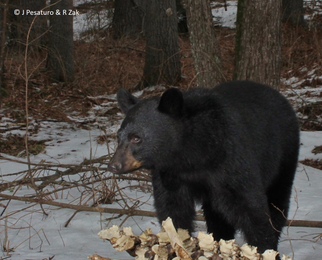 black bear awake in february
