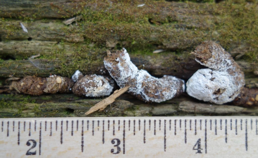 Typical ruffed grouse droppings found on a drumming log. There was a much larger pile on the ground beside the log.