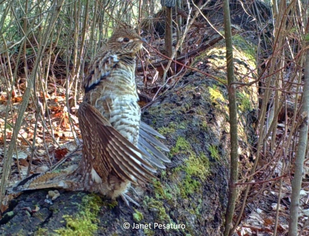 This photo was captured by a standard trail camera, an Exodus Lift, that isn't meant for photographing animals as small as a grouse. The photo is heavily cropped and still somewhat sharp. I was pleasantly surprised.