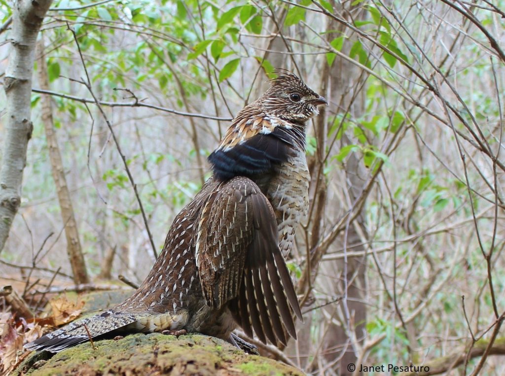 Male ruffed grouse at the start of a drumming sequence. He requires dense cover, so resist the temptation to clear vegetation to improve the set for photography. He may abandon the stage if cover is diminished.
