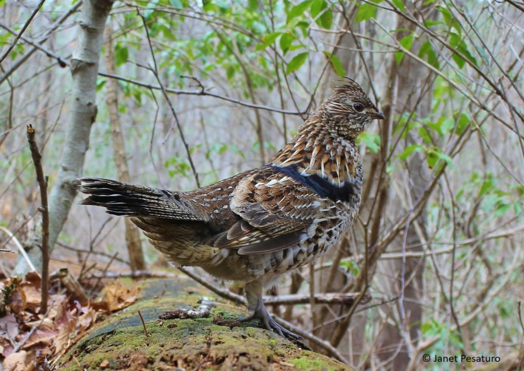 Ruffed grouse at rest on his drumming log.