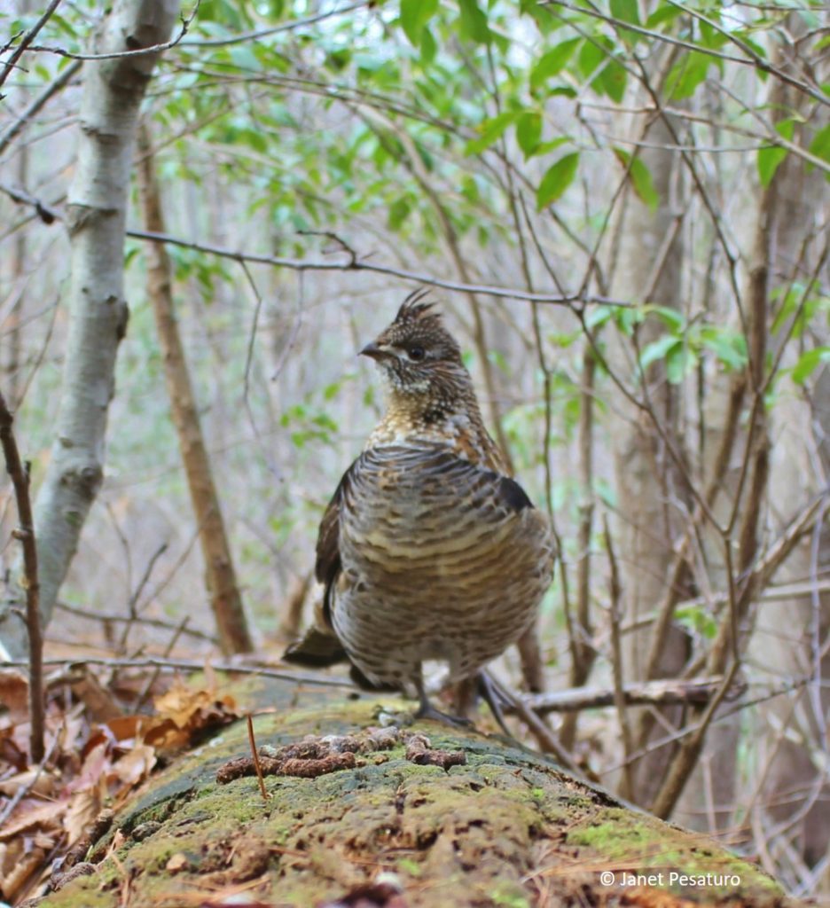 Another pose of a ruffed grouse on his drumming log.