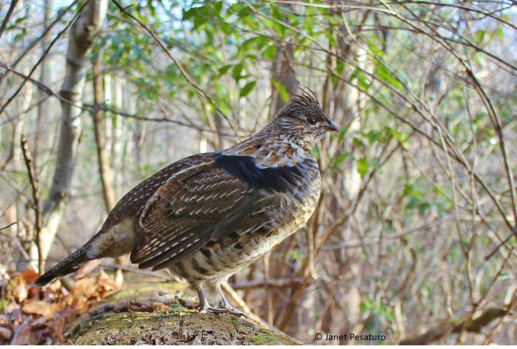 ruffed grouse on drumming log