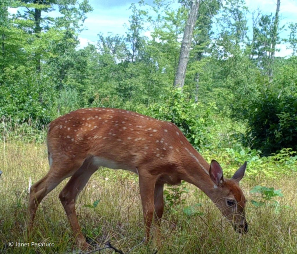 White-tailed deer fawns begin eating plants when they're 2-3 weeks old. Enjoy the video below of a doe feeding and grooming her fawn.