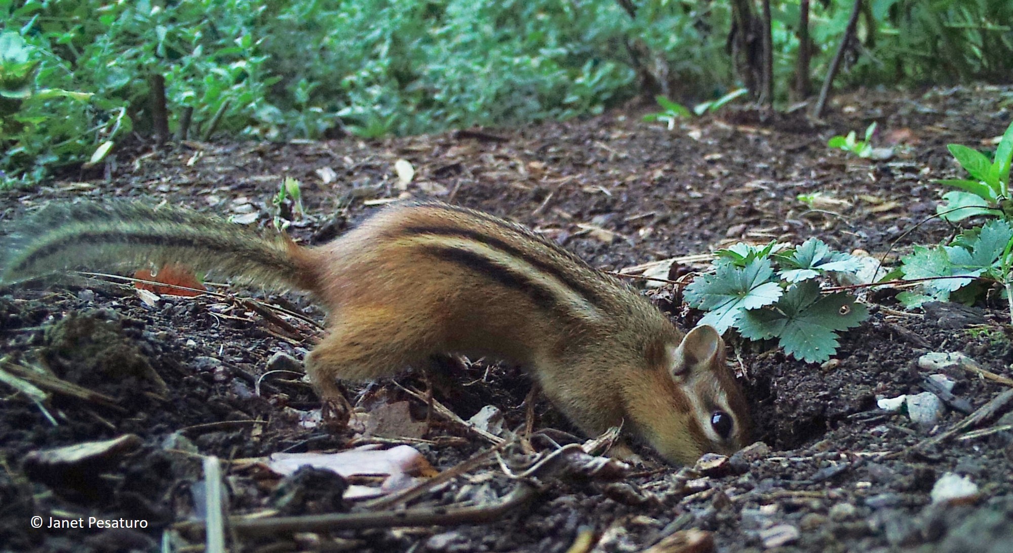Do Chipmunks Hibernate In Pa Chipmunks In Michigan A Guide To The 