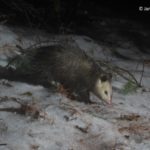 opossum on trail camera
