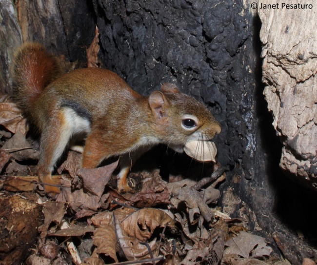 Red Squirrels mushrooms moisture mast and mystery