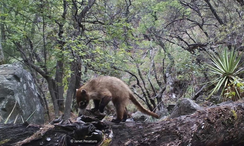 good bridge for trail camera. In Arizona, a coati uses a thick log spanning a stream bed as a crossing structure.