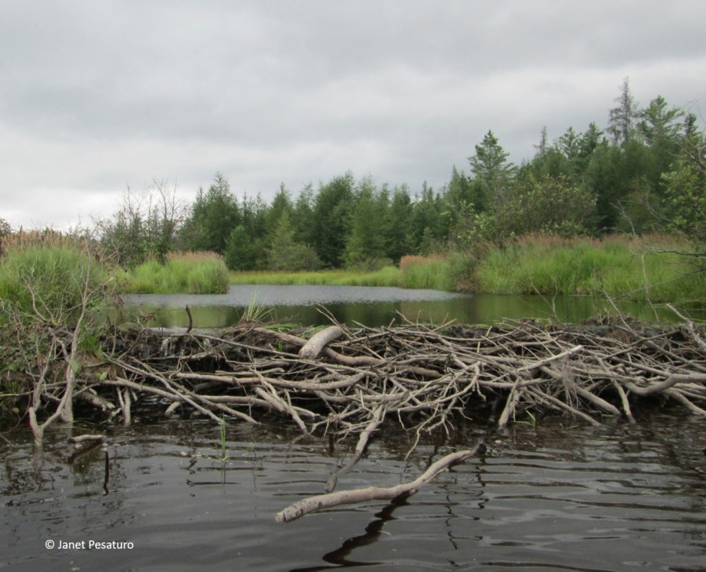 good bridge for trail camera. This long, robust beaver dam in Maine is an excellent crossing structure for many animals, large and small.