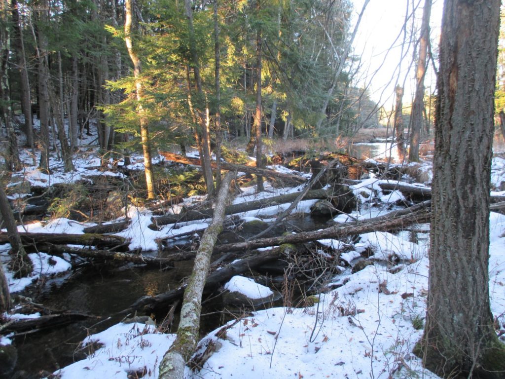 good bridge for trail camera. A thin log which is one of many spanning a body of water us generally a poor choice for camera trapping. Thin logs do not invite large animals, and multiple logs give animals multiple options for crossing the stream.