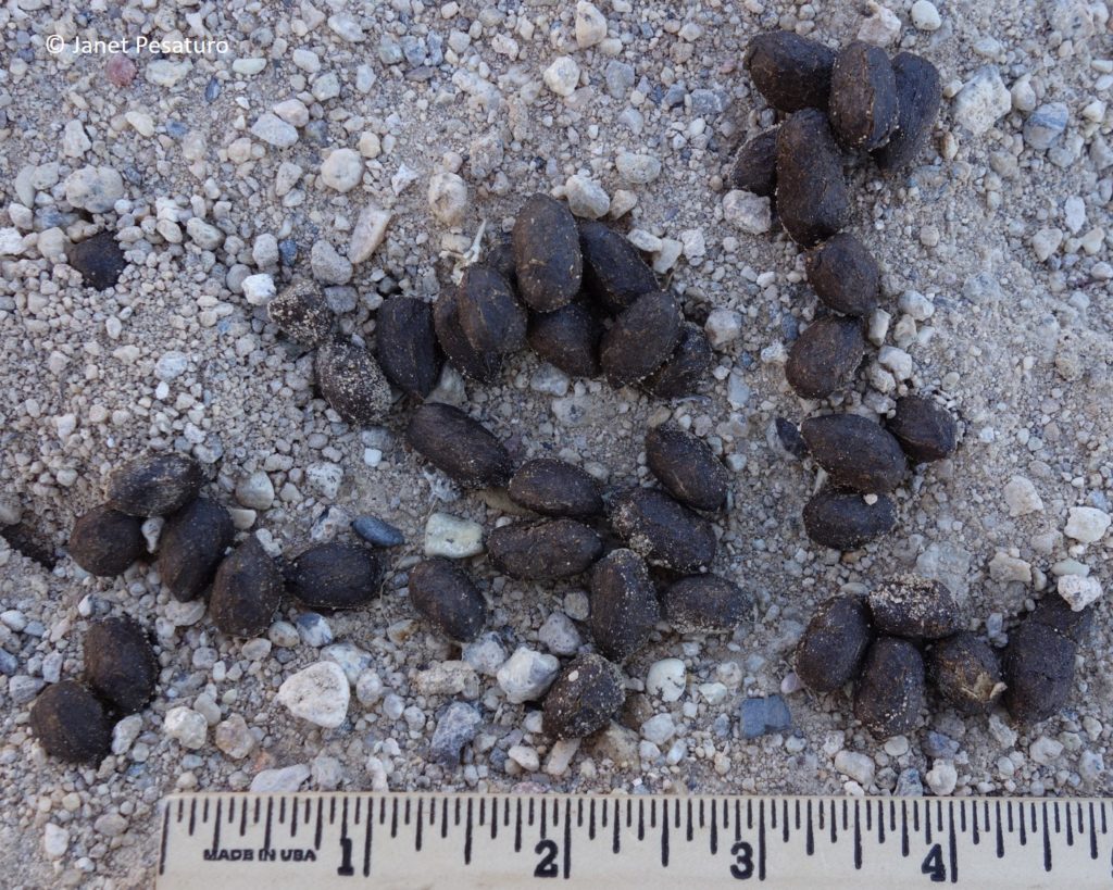 Pronghorn tracks and sign. These elongated pellets look like typical deer scat. Found in Nevada.